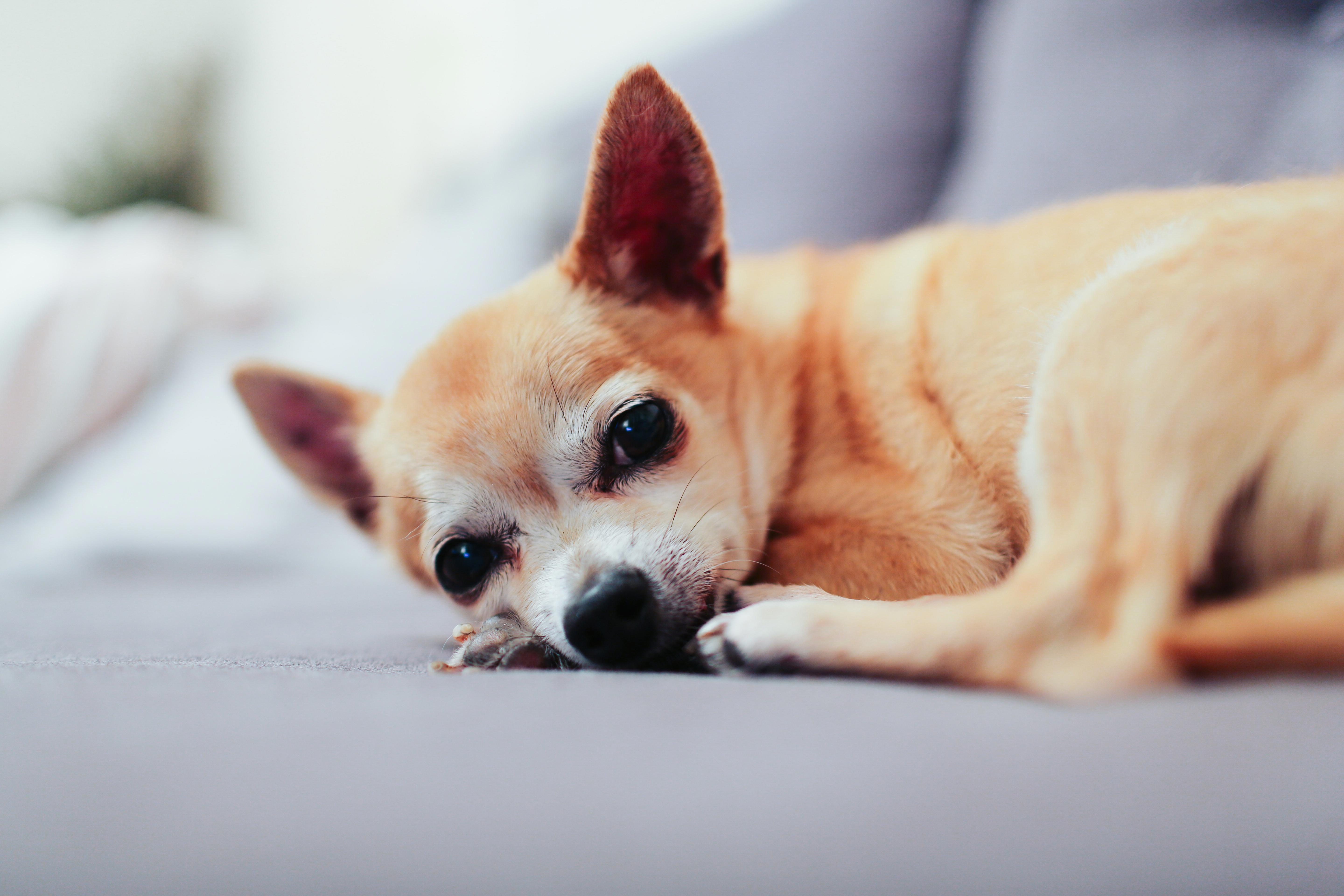 The Surprising Answer to 'Can Chihuahuas Eat Fish?'